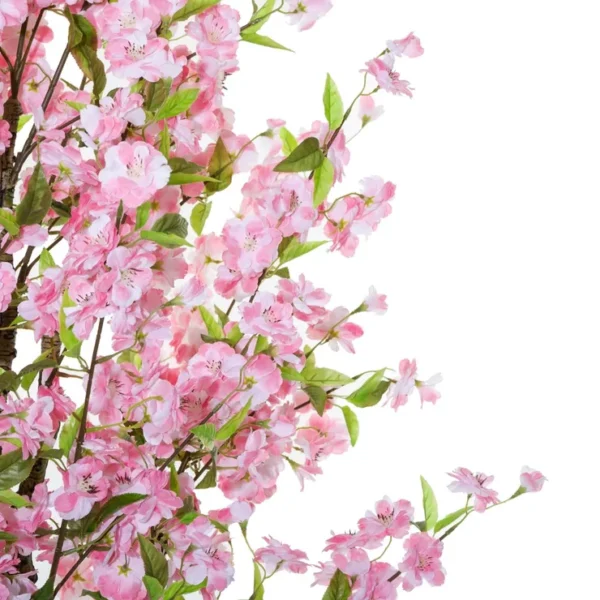 CERISIER ROSE H.200CM – Image 2