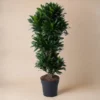 Dracaena Compacte ramifié - 140 cm - ø31 – Image 2
