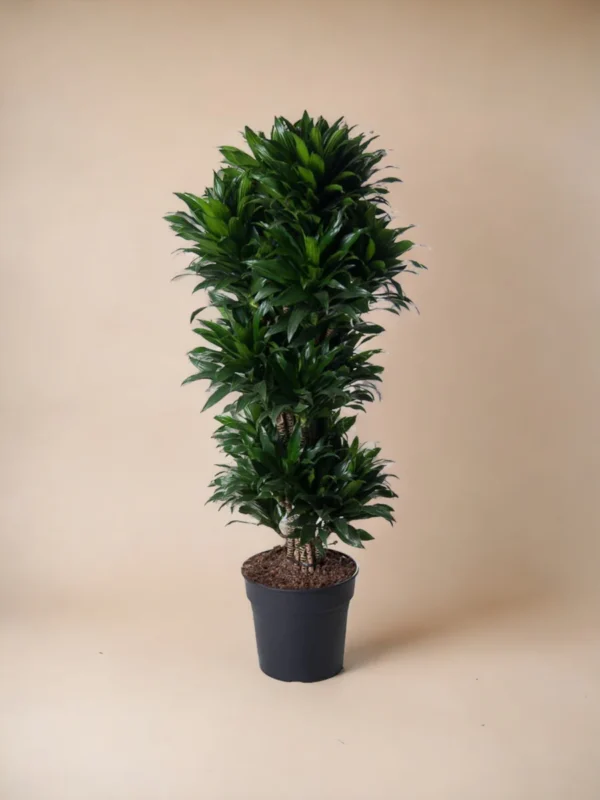 Dracaena Compacte ramifié - 140 cm - ø31 – Image 2