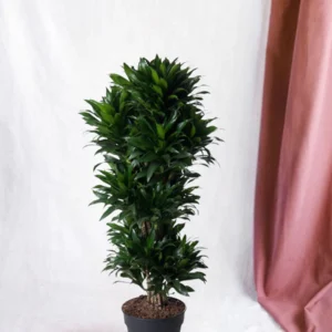 Dracaena Compacte ramifié - 140 cm - ø31