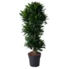 Dracaena Compacte ramifié - 140 cm - ø31 – Image 3